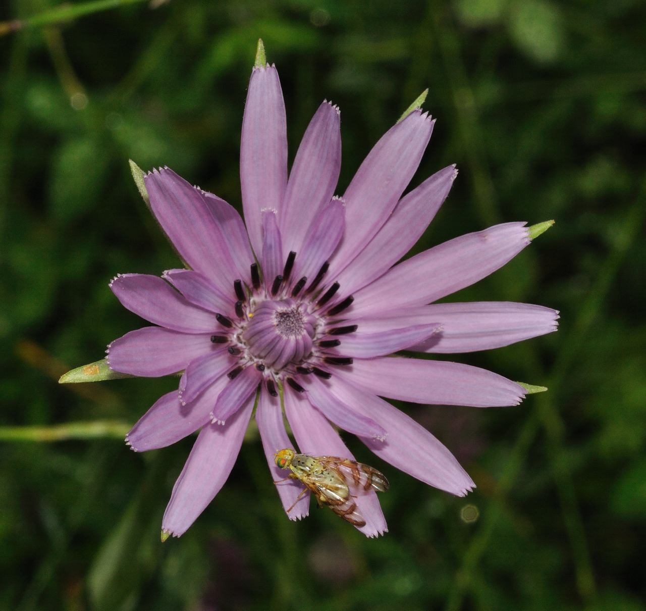 Tragopogon sp.